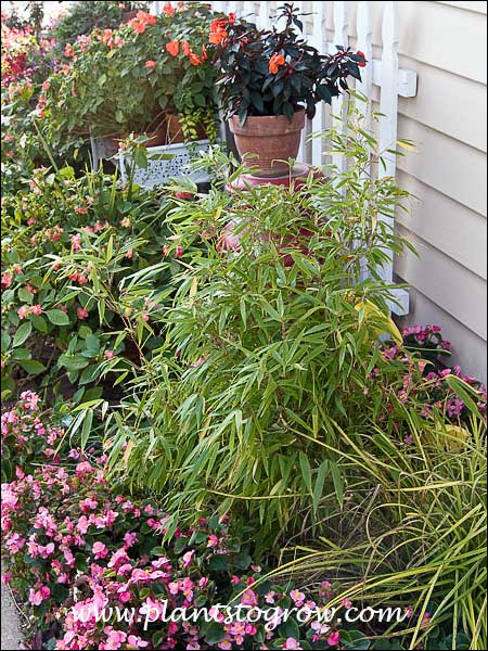 This is a 2-3 foot Sunset Glow Bamboo I planted in 2010.  It is in a protected spot and gets some sun. Since it around lots of garden and potted annuals, it will get additional water.